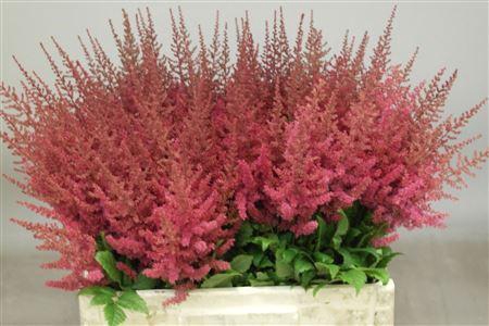 <h4>Astilbe Else Schluck</h4>