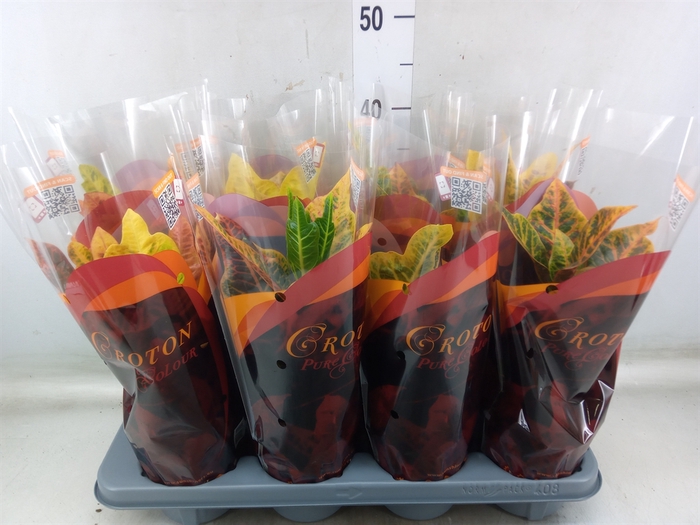 <h4>Codiaeum var. GR 'Excellent'</h4>