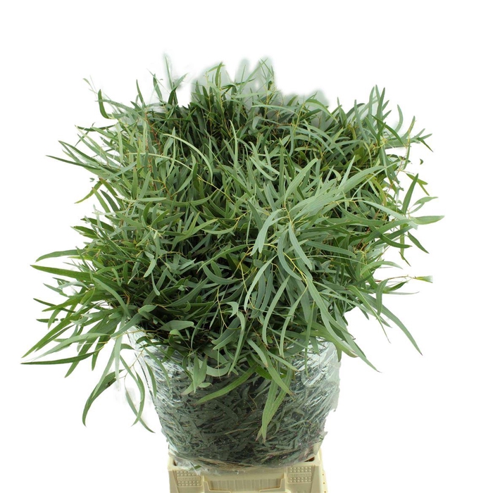 <h4>Nicholii Lang</h4>