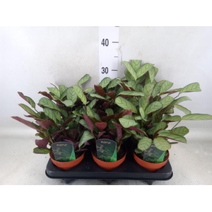 Ctenanthe burle-marxii 'Amagris'