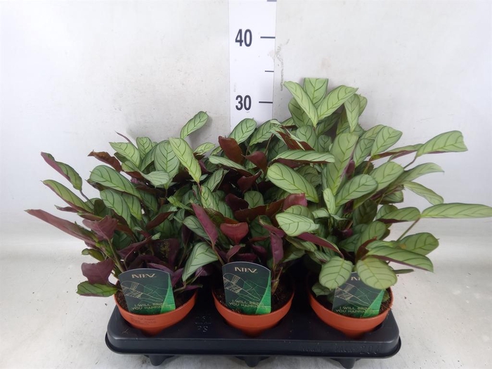 <h4>Ctenanthe burle-marxii 'Amagris'</h4>