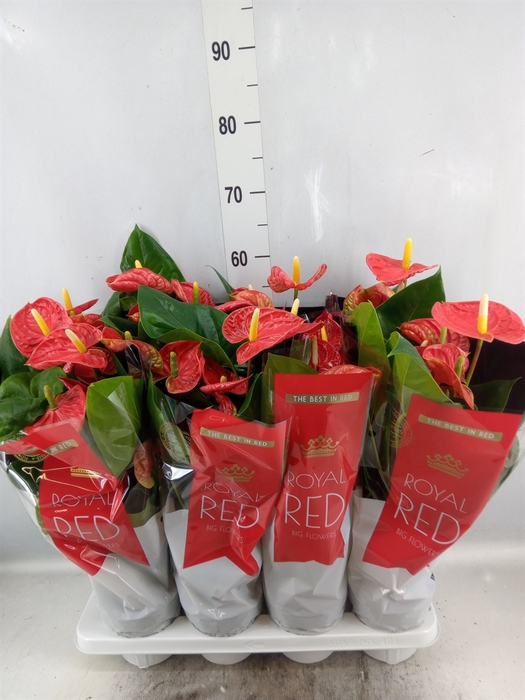 <h4>Anthurium andr. 'Madural'</h4>