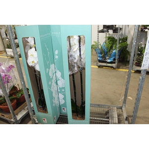 PHALAENOPSIS P24 MAJORIS BRANCO 2 HT