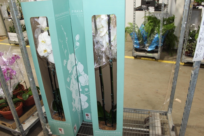 <h4>PHALAENOPSIS P24 MAJORIS BRANCO 2 HT</h4>