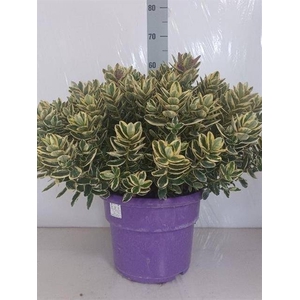 HEBE VARIEGATA XXL P29
