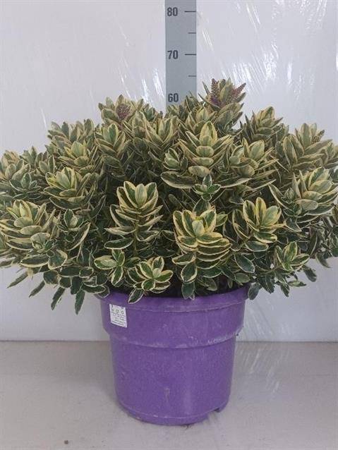 <h4>HEBE VARIEGATA XXL P29</h4>
