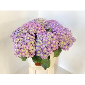 HYDR M ROY MAJEST BL