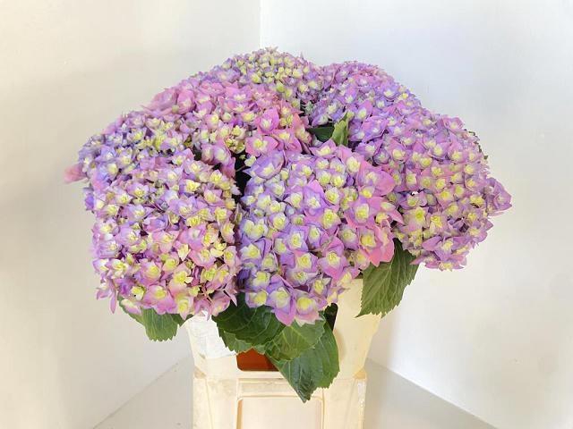 <h4>HYDR M ROY MAJEST BL</h4>