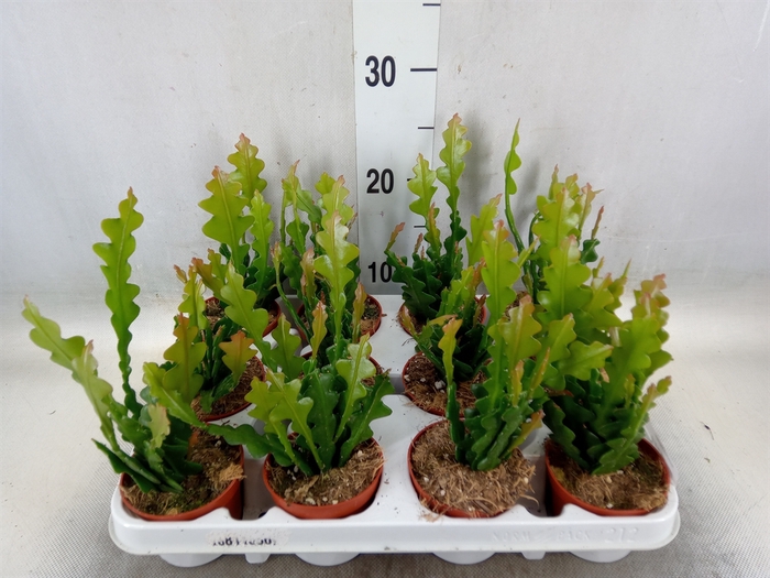 <h4>Epiphyllum anguliger</h4>