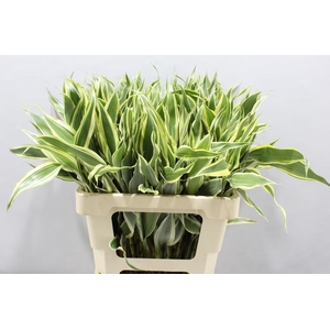 Sanderiana Variegata 60 Cm