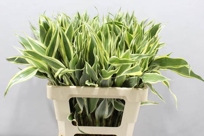 <h4>Sanderiana Variegata 60 Cm</h4>