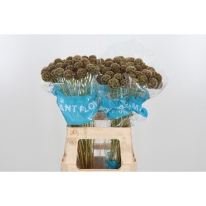 Scabiosa Stell Zaaddoos