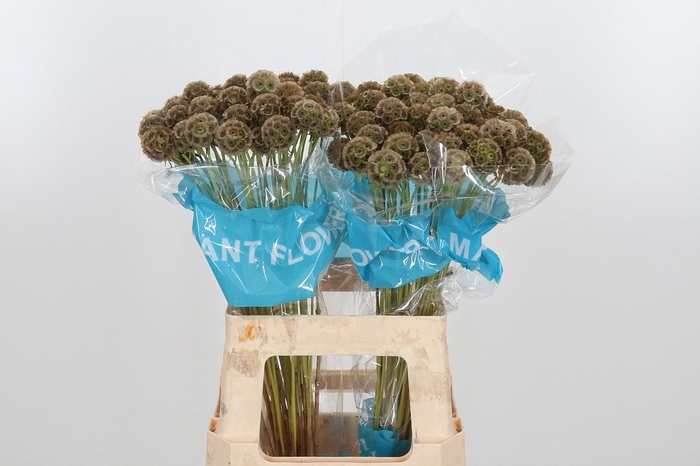 <h4>Scabiosa Stell Zaaddoos</h4>