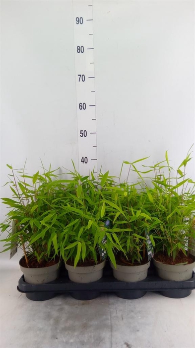 <h4>Fargesia   ...</h4>