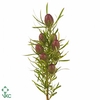 Kaaps Groen Strictum