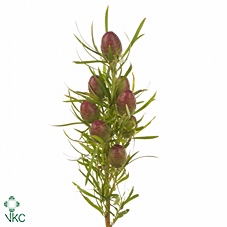 Kaaps Groen Strictum