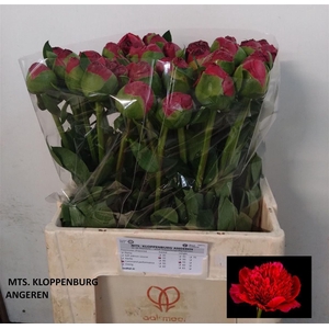 Paeo Com Performance