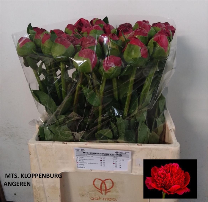 <h4>Paeo Com Performance</h4>