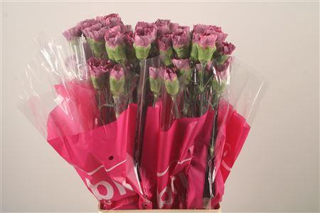 <h4>Di St Hypnosis</h4>