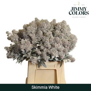 Skimmia per bos L45 Klbh. Wit + Glitter