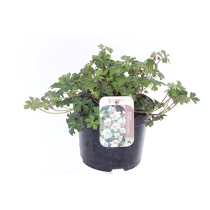Geranium cant. Biokovo