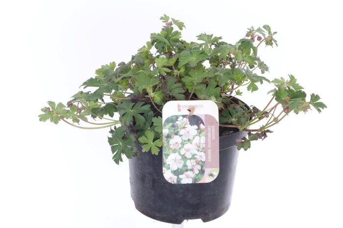 <h4>Geranium cant. Biokovo</h4>