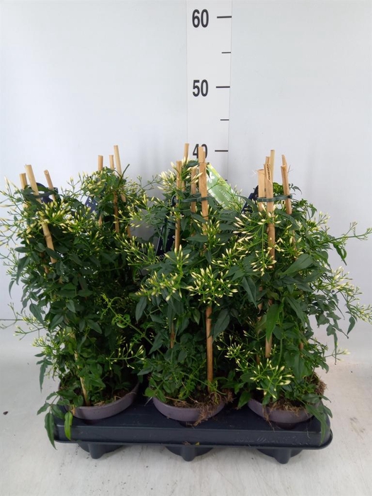 <h4>Jasminum polyanthum</h4>