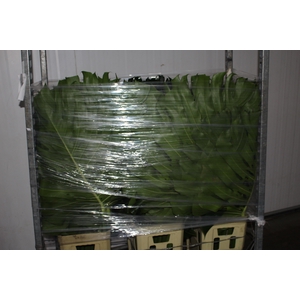FOLHAGEM MONSTERA DELICIOSA 080 CM