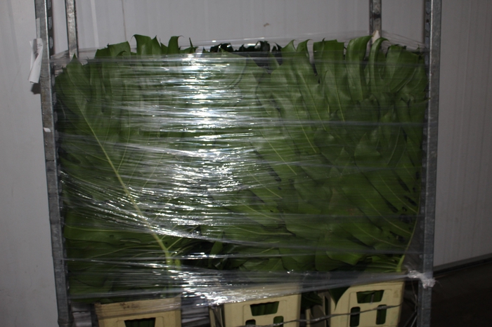 <h4>FOLHAGEM MONSTERA DELICIOSA 080 CM</h4>
