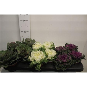 Brassica (sierkool) Gem 3 Srt