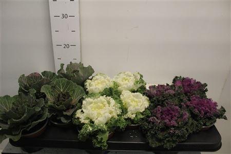 Brassica (sierkool) Gem 3 Srt