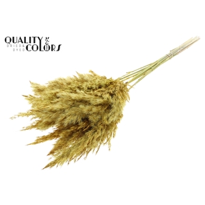 Pampas Grass 70cm 10st/bunch Yellow