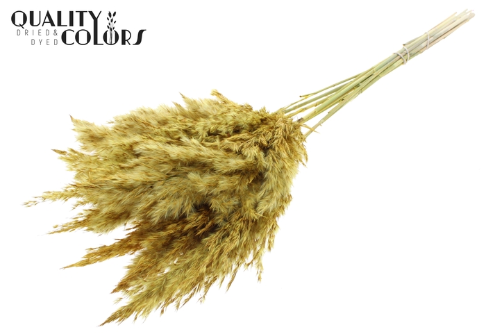 <h4>Pampas Grass 70cm 10st/bunch Yellow</h4>