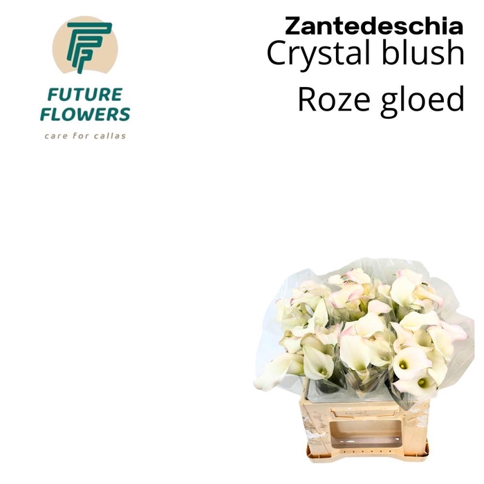 <h4>ZANT CRYSTAL BLUSH</h4>