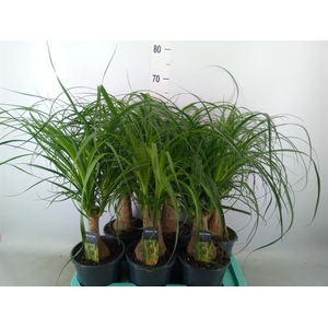 Beaucarnea recurvata