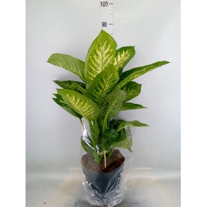 Dieffenbachia seg. 'Reeva'