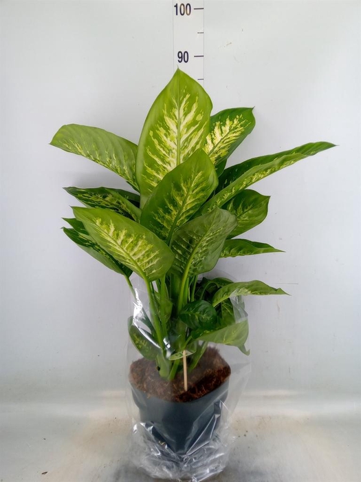 <h4>Dieffenbachia seg. 'Reeva'</h4>