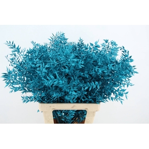 DF Ruscus 70cm Bs Turquoise