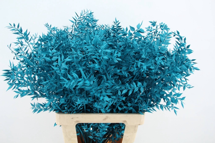 <h4>DF Ruscus 70cm Bs Turquoise</h4>