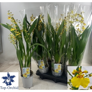 ONCIDIUM OV