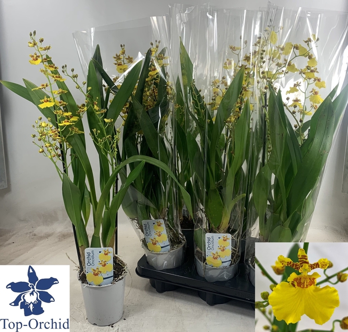 <h4>ONCIDIUM OV</h4>