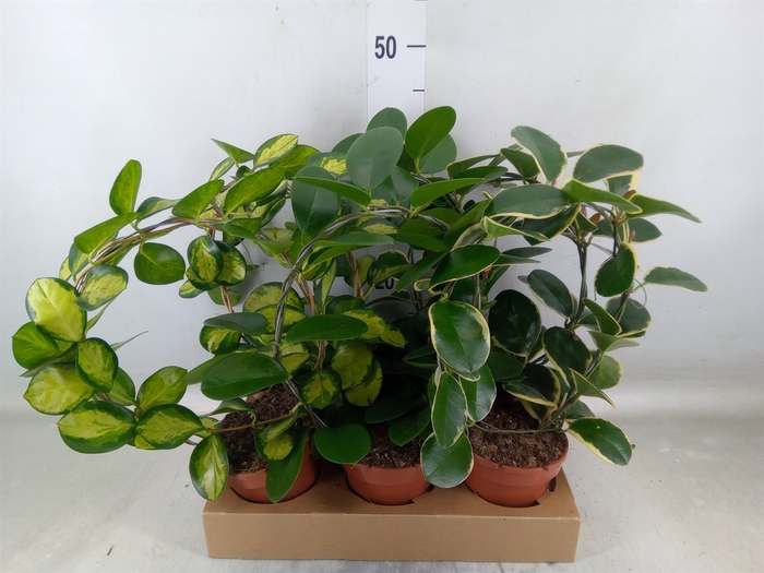 <h4>Hoya   ...mix</h4>