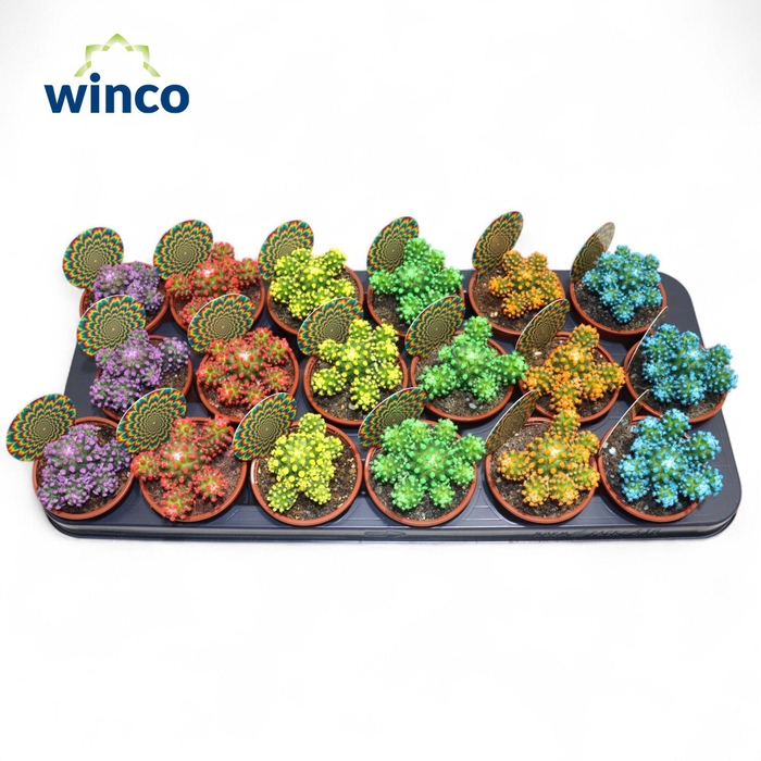 <h4>CACTUS GEM</h4>