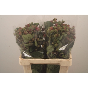 Rubus Fr Chester