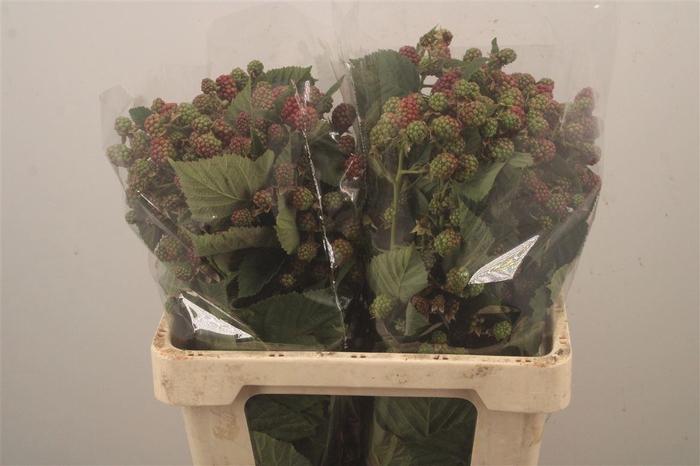 <h4>Rubus Fr Chester</h4>
