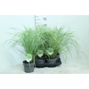 Arundo donax