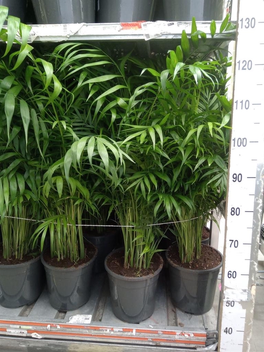<h4>Chamaedorea elegans</h4>