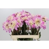 Dahlia Luca Johanna