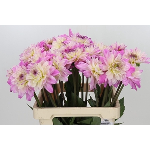 Dahlia Luca Johanna