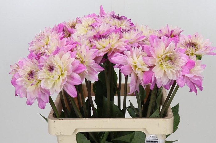 <h4>Dahlia Luca Johanna</h4>